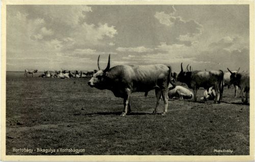 Hortobagy