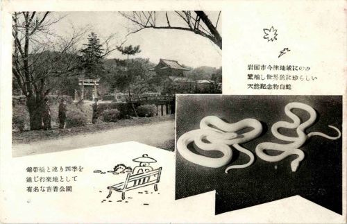 Japan - Snake