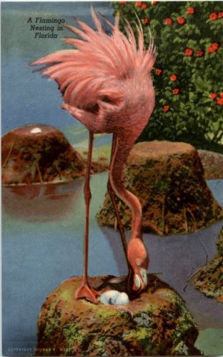 Flamingo Florida
