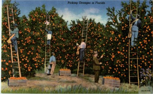 Florida - Picking Oranges