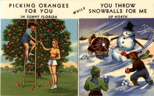 Florida - Picking Oranges