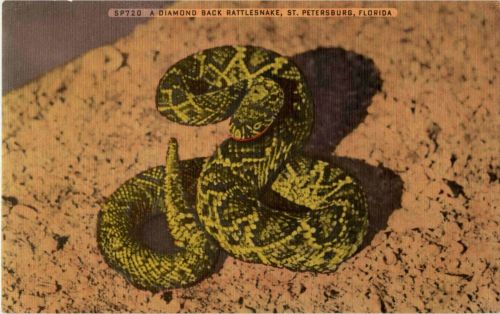 Snake
