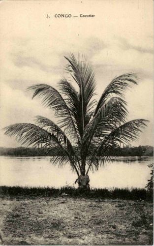 Congo - Cocotier