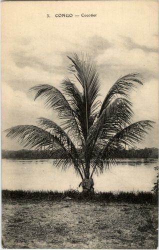 Congo - Cocotier