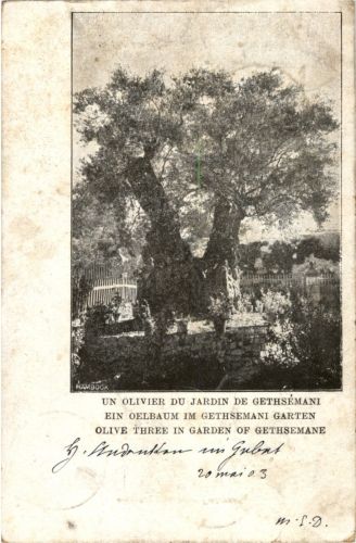 Olive Tree in garden of Gethsemane