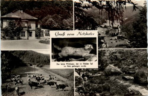 Gruss vom Netzkater bei Ilfeld