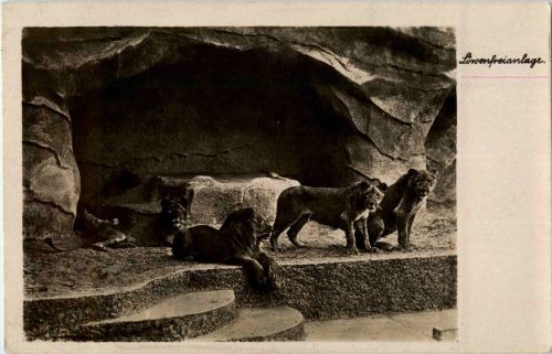 Halle Saale - Zoo - Lion