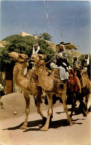 Bedouin