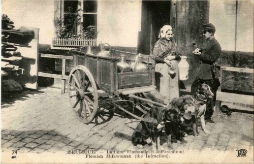 Belgique Laitiere Flamande