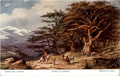 Libanon - Cedern