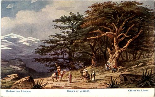 Cedern des Libanon
