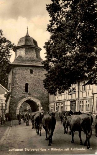 Stolberg/Harz . Rittertor mit Kuhherde