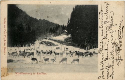 Radmer/Steiermark - Wildfütterung