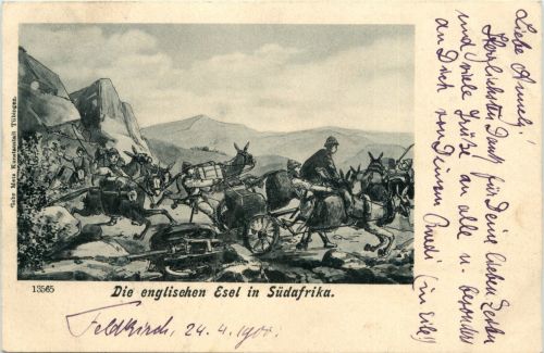 Die englischen Esel in Südafrika