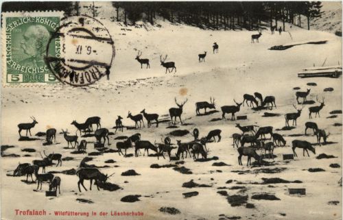 Trofaiach/Steiermark - Wildfütterung in der Löscherhube