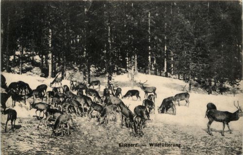 Eisenerz/Steiermark - Wildfütterung