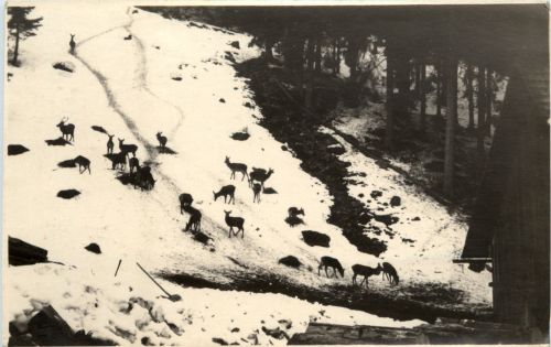 Eisenerz/Steiermark - Wildfütterung in Gsoll