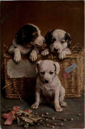 Hunde