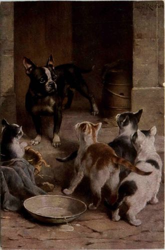 Hund und Katzen
