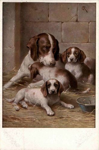 Hunde - Jack Russell