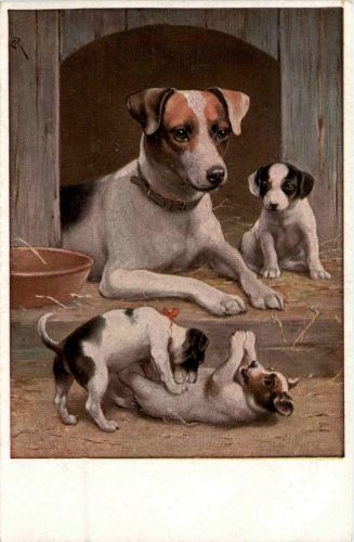 Hunde - Jack Russell