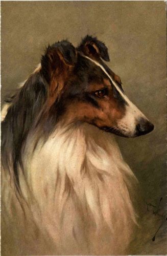 Hund - Collie