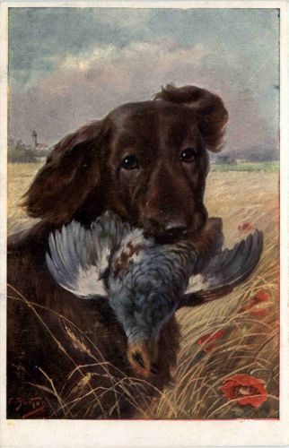 Hunde - Jagd
