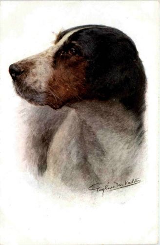 Hund