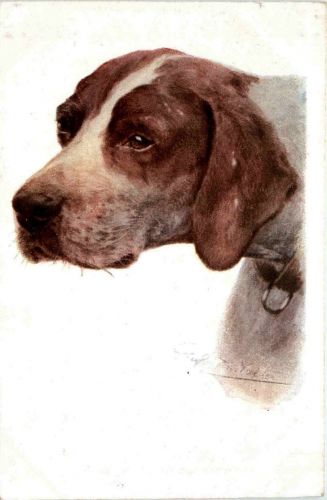Hund