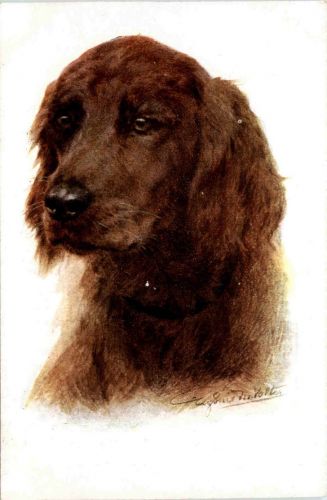 Hund