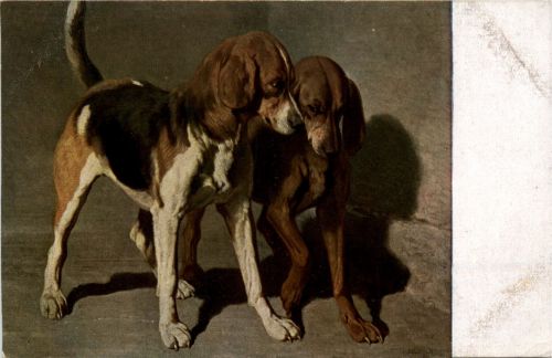 Hunde