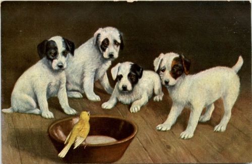 Hunde