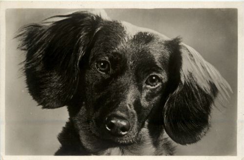 Hund