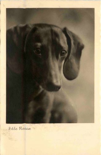 Hund