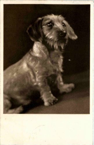 Hund