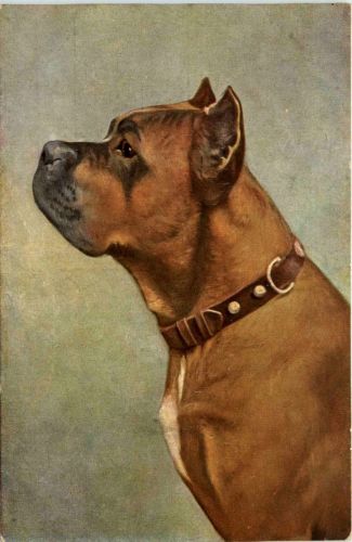 Hund