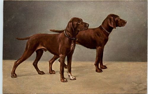 Hunde