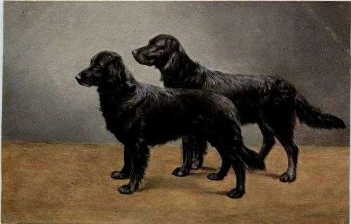 Hunde