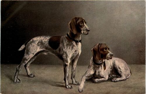 Hunde