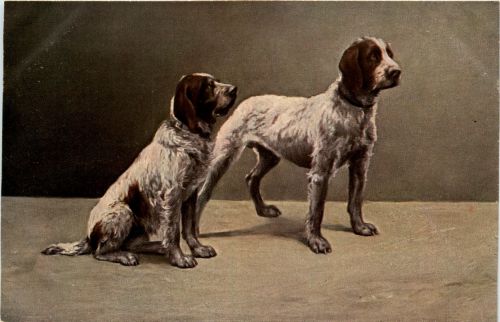 Hunde