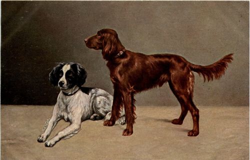 Hunde