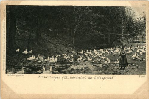 Finsterbergen - Gänseliesl im Leinagrund
