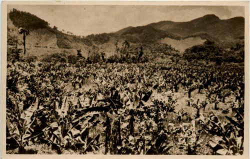 Santos - Plantacao de bananas