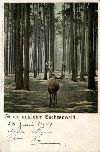 Gruss aus dem Sachsenwald - Hirsch