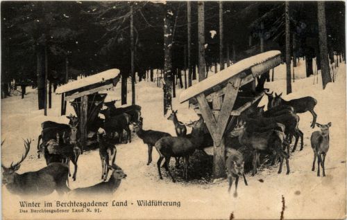 Berchtesgaden - Wildfütterung