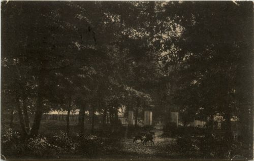 Neustrelitz - Partie im Tiergarten