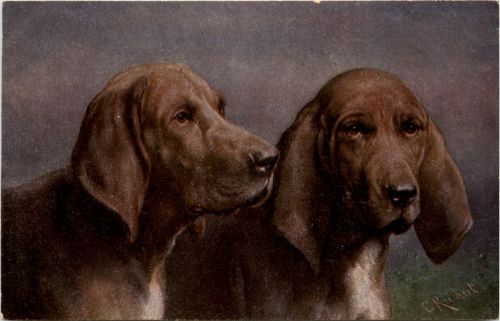 Dogs