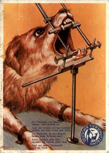 Deutscher Tierschutzbund - Hund