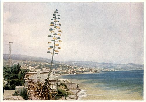 Gold von San Remo