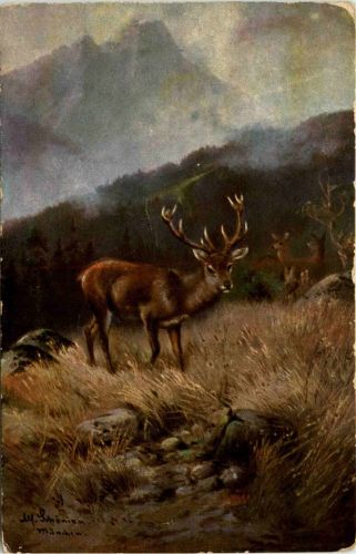 Hirsch